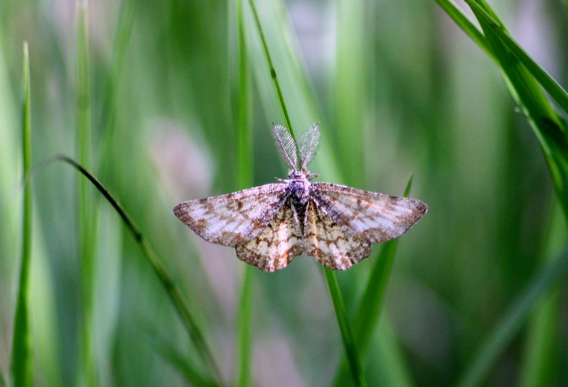 identificazione lepidotteri